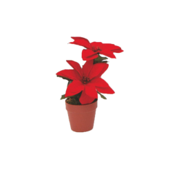 Vaso Piantina Poinsettia...