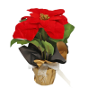 Piantina  Poinsettia Stella Di Natale con vaso in carta Decorazione Natalizia h.45 cm